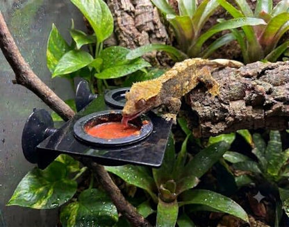 Large Reptile Feeding Ledge with Suction Cups – Elevated Platform Fits 1.5 & 2 oz Cups Food & Water Dish Holder for Crested Geckos, Gargoyle Geckos, Tree Frogs & Arboreal Reptiles