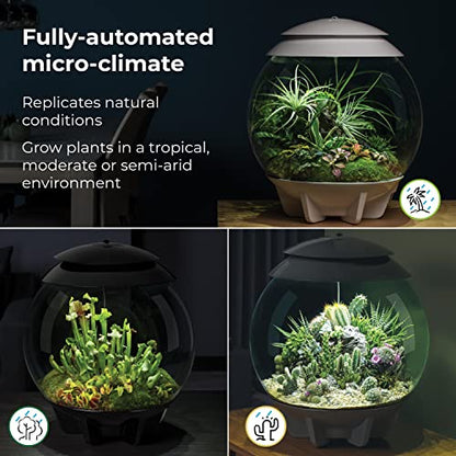 biOrb AIR 30, Automated Acrylic Terrarium for Desert or Tropical Plants, Black - color: Black