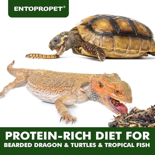 Dried Mealworms & Crickets Medley Treat for Bearded Dragons 5oz | High calcium,rich protein,for turtles,tropical fish,birds,freeze dried crickets,premium quality,additive free - size: 5 Ounce (Pack of 1)