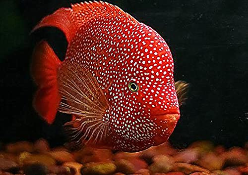 A.D.P. Red Parrot Fish Food, 45.5% High Protein Floating Pellets with Astaxanthin & Spirulina, Color Enhancing Tropical Fish Feed for Red Parrot, Flowerhorn & Cichlid Fish, 1.5 mm Pellets - 100 g - color: Red Parrot Food