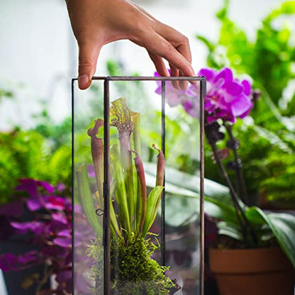 NCYP Closed Glass Terrarium with Door - 3.9x3.9x11.8 Inches Rectangular Tall Planter Box for Fern, Succulent Plants, Home Garden Tabletop Decor, Handmade (Terrarium Only) - size: 3.9x3.9x11.8 inches