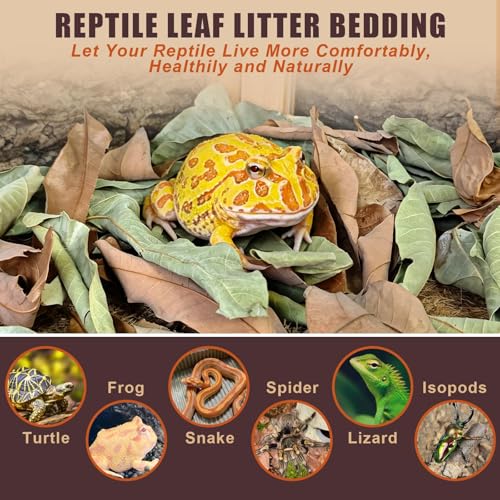 120PCS Dry Longan Leaf Litter for Reptile,Natural Turtle Longan Leaf Litter,Isopod Live Leave Terrarium Substrate Bedding,Tortoise Tank Leaves Decor for Snake,Gecko,Spider,Betta Fish (120PCS)