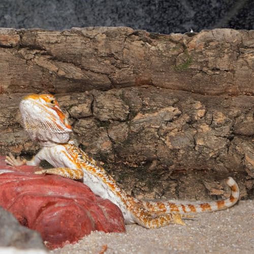 Alipis Cork Bark: Terrarium Cork Background - Natural Tree Bark Flats Reptile Habitat Decor Climbing Platform for Gecko, Snake, and Aquarium Fish Tank Background