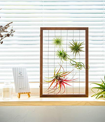 Mkono Air Plant Holder Hanging, 16" Wooden Wall Display Hanger Frame Decor | Unique Wire Shelf Design, Dual Mount & Tabletop, for Indoor Live Fern Succulent, Christma Plant Lover Gift, Airplant Excluded