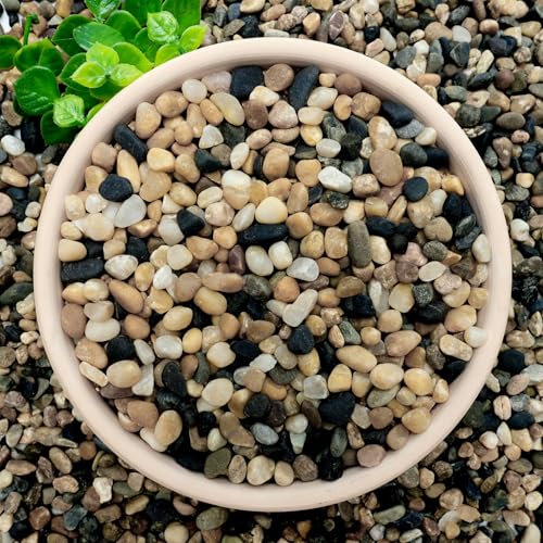 NUPICK 6 lb Aquarium Gravel, 1/4" Ph-Natural Pea Gravel for Fish Tank | Small River Rocks for Plants, Decorative Aquarium Pebbles for Vase, Landscaping, Succulent, Cactus, Terrarium,Bird Bath - size: 6 lb