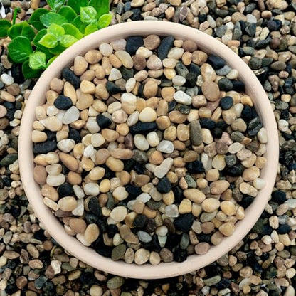 NUPICK 3 lb Aquarium Gravel, 1/4" Ph-Natural Pea Gravel for Fish Tank | Small River Rocks for Plants, Decorative Aquarium Pebbles for Vase, Landscaping, Succulent, Cactus, Terrarium, Bird Bath - size: 3 lb