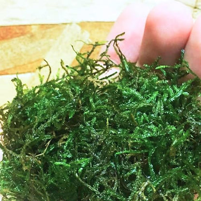 Java Moss | Vesicularia Dubyana Freshwater Live Aquarium Plant BUY2GET1FREE