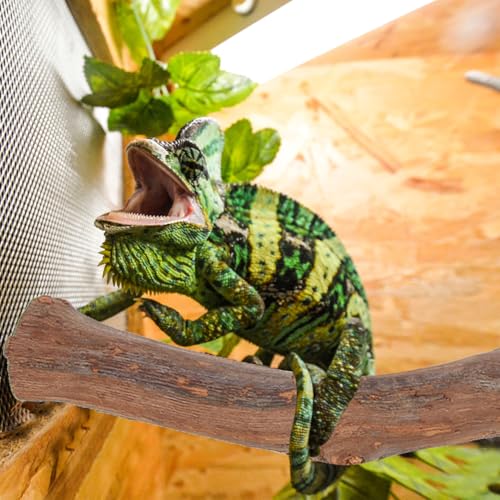 POPETPOP Wood Display Stand Reptile Accessory Grapewood Stand for Bearded Dragon Lizard Terrarium Wooden Climbing Toy with Smooth Round Edges 11.81 X 1.18 X 1.18 in