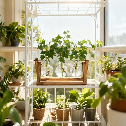 Plant Propagation Station, Plant Terrarium with Wooden Stand | Unique Gardening Birthday Gifts for Women Plants Lovers, Home Office Garden Decor Planter - 3 Bulb Glass Vases - size: 3 Bulb Vase