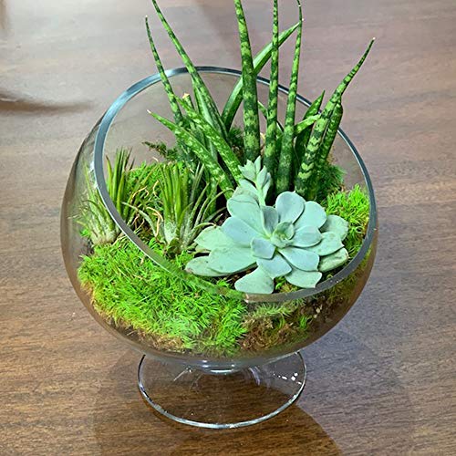 WGV Slant Cut Bowl Glass Vase with Stand, Width 6.5", Height 7", Clear Planter Terrarium, Candy Dish, Fruit Jar for Wedding Party Event, Home Office Decor, 1 Piece - size: Pedestal 7"H
