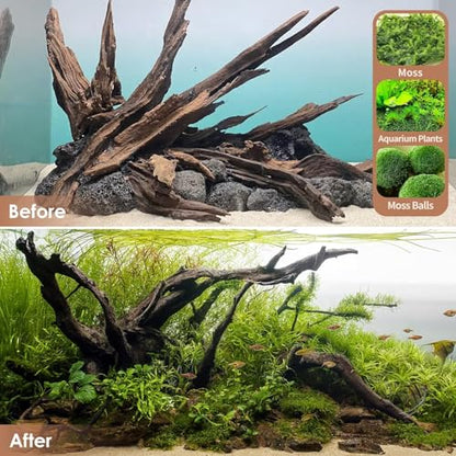 Jorewood Natural Small Aquarium Driftwood for Fish Tanks & Reptile Terrariums – 100% Safe Fish Tank Decorations, Unique Twisted Branches 5-Piece 4-8 Inch Low Tannin, Easy to Sink - size: Mopani Driftwood 4 to 8 Inch (Pack of 5)