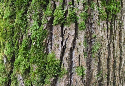 48X24 Inch Tropical Moss & Bark Reptile Tank Background – Realistic Forest Trunk Texture Moisture-Friendly Polyester Backdrop for Dart Frogs & Crested Geckos - size: 48X24in