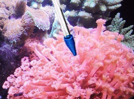 Coral Feeder SPS HPS Feeder, Long and Short Version for Marine Fish and Reef Coral Aquarium (CFT-3) - size: CFT-3