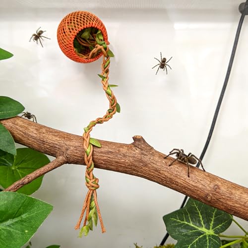 Jumping Spider Rope Bridge Jumping Spider Hides Enclosure Accessories | A Solid Wood Climbing Suspension Bridge, a Spider Jump Platform, Used As a Decorative Accessory for Small Reptile Enclosures