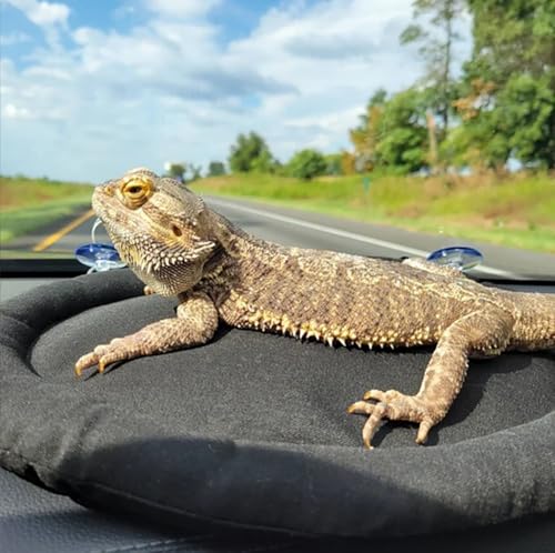 Bearded Dragon Bed, Mat for Car Lizard Sleeping Bed Adsorbed on Glass Jar Cushion Washable for Travel Reptile Tank Accessories Small Animal Carrier for Lizard Leopard Gecko (Black) (Black)