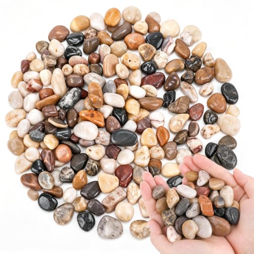 DOMESTAR River Rocks, Fish Tank Gravel, Pebbles for Plants Decorative | Stones for Potted, Vase Filler, Home Decor, Fish Tank, Garden Landscaping, Flower Beds (1 Pound)