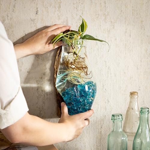 Cape Craftsmen Wall Mounted 12" Molten Glass Hanging Terrarium Kit on Natural Driftwood, Indoor Wall Planter Vase on Wood, Propagation Station for Hydroponics Plants, Succulent Pot - size: Wall Mounted