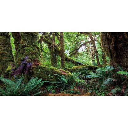 36x24 in Terrarium Backdrop Rainforest Moss Tree Reptile Habitat Background | AWERT Green Tropical Forest Polyester Aquarium Background - size: 36x24in/90x60cm
