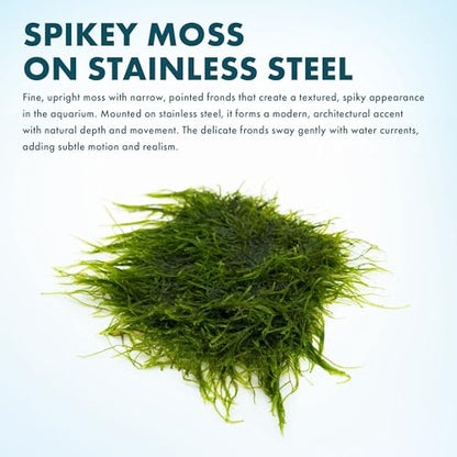 Live Aquarium Plants on Driftwood, Lava Rock, Moss, Fiber Mat - Freshwater Fish Tanks - Easy, Beginner Friendly (Spiky Moss on Stainless Steel) - color: Spiky - Stainless Steel, size: 1 Pack