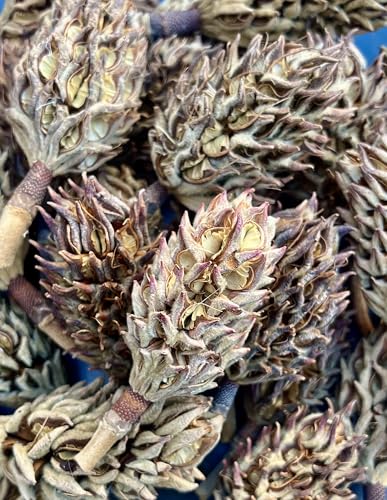 10 Magnolia Tree Seed Pods Organic Pet Reptile Bioactive Terrarium Vivarium Heat Treated Frog Snake Isopods Crafts Supply Ships Fast