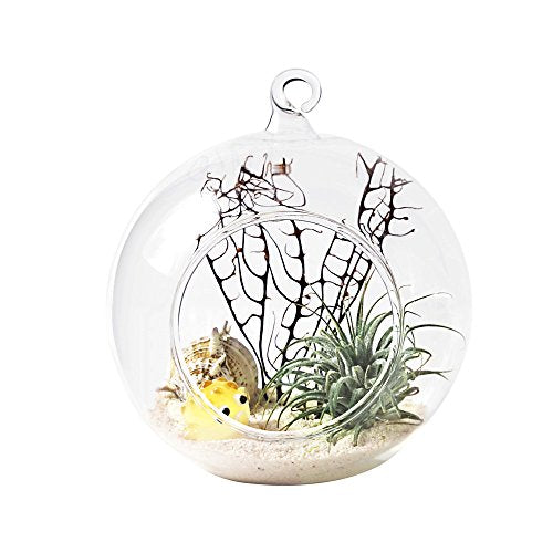 Mkono Hanging Glass Terrarium, 2 Pack Air Plant Holder Globe Hanger Planter