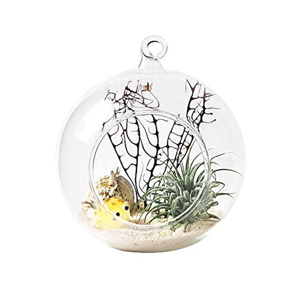 Mkono Hanging Glass Terrarium, 2 Pack Air Plant Holder Globe Hanger Planter