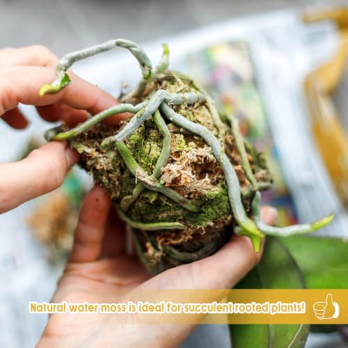 3.3LB Sphagnum Moss for Plants- 60QT Natural Long Fibers Orchid Moss | Moisture Retention & Drainage Balance, Plant Moss for Orchids, Succulents, Carnivorous, Ferns, Reptile Bedding & Terrariums - size: 60 QT(3.3 lb)