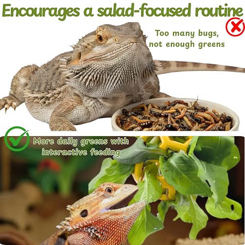 Bearded Dragon Climbing Bridge with Veggie Feeder Ball – Bendable Vine Enrichment Route for Large Tanks, Greens Intro Kit, Reptile/Lizard Tank Accessories (Salad Feeder Ball) - color: Salad Feeder Ball