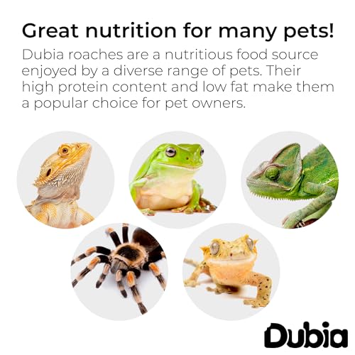 300 Extra Small 1/4 Inch Dubia Roaches Live, Ideal for Amphibians & Invertebrates, Nutritious & Easy to Keep Live Cockroaches, Perfect for Reptiles, Birds, Rodents, Fish, and More