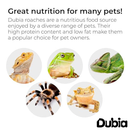 300 Extra Small 1/4 Inch Dubia Roaches Live, Ideal for Amphibians & Invertebrates, Nutritious & Easy to Keep Live Cockroaches, Perfect for Reptiles, Birds, Rodents, Fish, and More