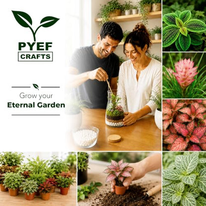 Terrarium Kit, Succulents & Indoor Plants Set DIY | Starter Pack for Any Plant – Build Your Own Ecosystem – Supplies for 64 fl oz Jar or Pot – (Jar & Plants Not Included)