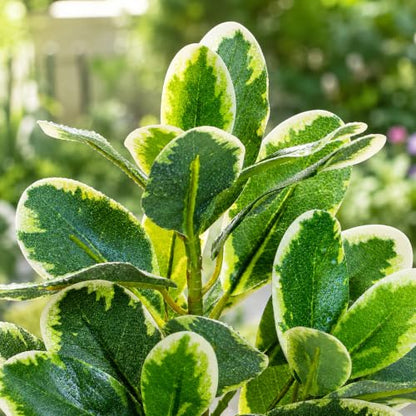 EupHHonycs Reptile Plants Artificial Leaves Reptile Tank Decorations | Fake Plants for Reptiles Terrarium for Bearded Dragon Lizard Snake Chameleon Geckos Amphibian Habitat Terrariums Decor