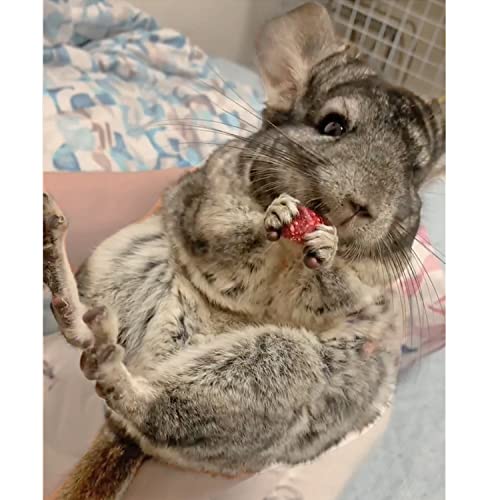 Exotic Nutrition Dried Rose HIPS (3 oz.) - Healthy Natural Treat - Chinchillas, Guinea Pigs, Rabbits, Prairie Dogs, Degus, Hamsters, Rats, Squirrels, Parrots, Chickens, Ducks & Other Small Pets - size: 3 Ounce (Pack of 1)