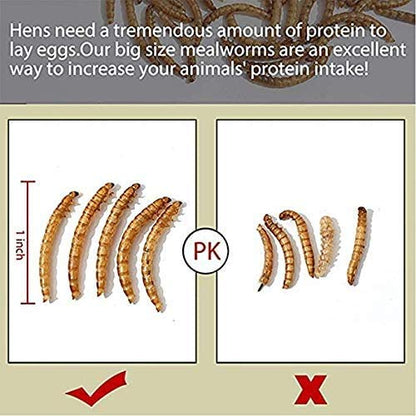Non-GMO Dried Mealworms 20LB, 100% Natural Large Size No Moisture,Treats for Birds Chickens Hedgehog Hamster Fish Reptile Turtles (20LB) - size: 1 Pound (Pack of 1)