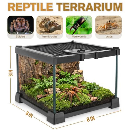Mini Reptile Glass Terrarium Vivarium 8'' x 8'' x 6'', Full View Tank for Small Arthropod Pets Such as Pumpkin Patch Tarantulas, with Feeding Slot & Box Lock Buckle - size: 8"D X 8"W X 6"H
