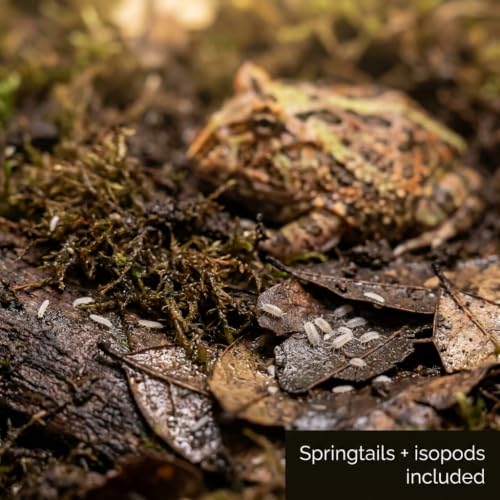 Pacman Frog Bioactive Kit - 9qt Premium Bioactive Substrate + 2qt Leaf Litter + 4qt Sphagnum + Charcoal Iso-Flats Hide + 3oz Calcium + 25 Dwarf White Isopods + 8oz Tropical Springtails
