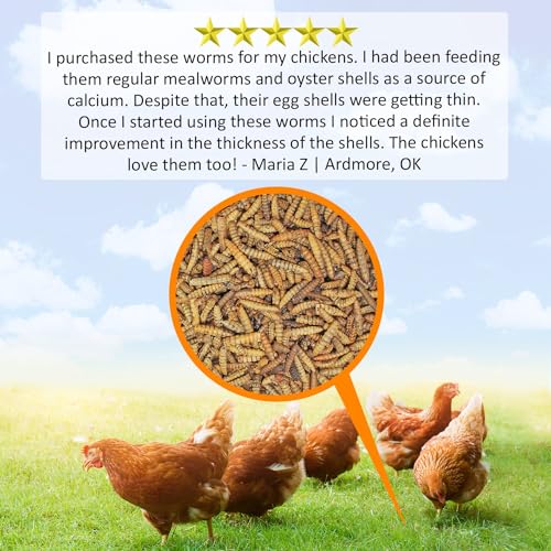 Exotic Nutrition 60 LB Bulk Dried Black Soldier Fly Larvae - High-Calcium Insect Treat - Chickens, Wild Birds, Bluebirds - size: 60 Pound (Pack of 1)