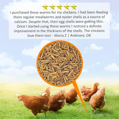 Exotic Nutrition 60 LB Bulk Dried Black Soldier Fly Larvae - High-Calcium Insect Treat - Chickens, Wild Birds, Bluebirds - size: 60 Pound (Pack of 1)