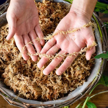 SuperMoss (22330) Orchid Sphagnum Moss Dried, Natural, 2.1lbs Small Bale - size: 2.1 lbs, style: Small Bale (Fertilizer)