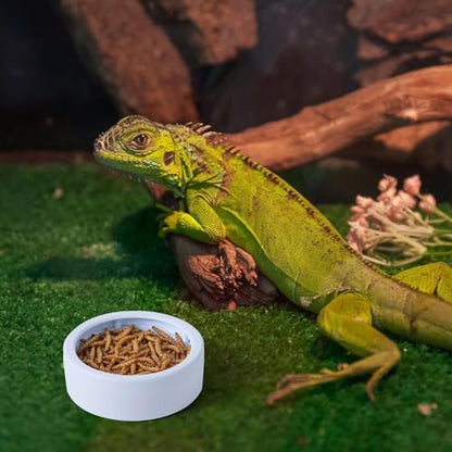 Reptile Water Bowl | 3-Piece Mealworm Feeder Cups | Reptile Food Dish Bowl - for Gecko Bearded Dragon Lizards Hermit Crab Snail Pet Store Terrarium Tank