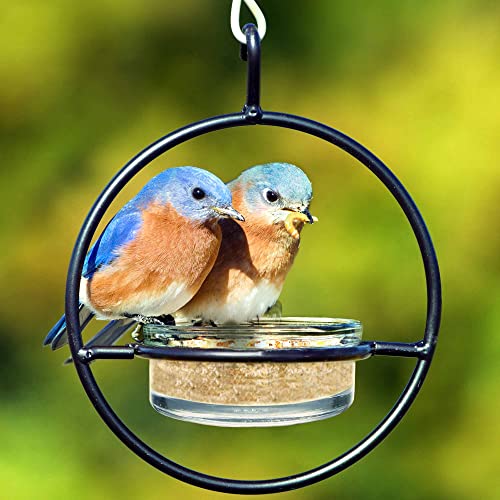 Hummble Hanging Glass Bluebird Mealworm Feeder for Wild Birds, High Protein Feeder for Bluebirds, Decorative Outdoor Feeder, Easy Fill and Clean 3.4 oz