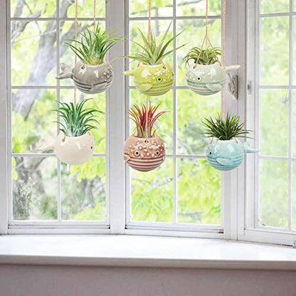 6 Pack Air Plant Holder Unique, Cute Pufferfish Air Plant Hanger Wall Planter, Ceramic Tillandsia Airplants Holders Hanging Wall Decor for Home Office (Pufferfish-Small (3.2 x 2 in)) - size: Pufferfish-Small (3.2 x 2 in)