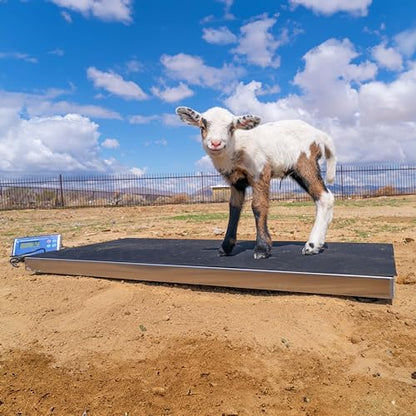 PEC Livestock Animal Scale/Farm Animal Scales for Weighing Small to Medium Sized Animals, Lamb, Goat, Sheep, Pigs, hogs, Donkey, Calf, Digital Indicator Included, Capacity 700lbs (44" x 22") - style: 44" x 22"