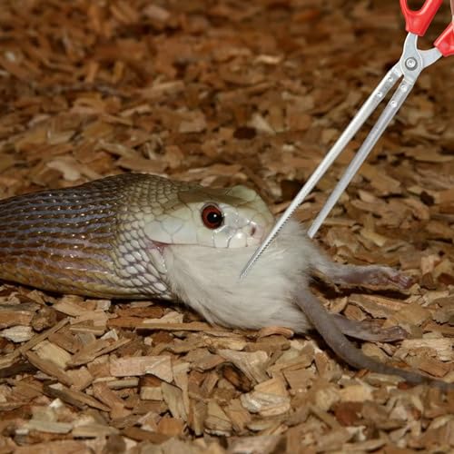 Snake Feeding Tongs,14.8 Inch Straight Mouth Reptile Feeding Tongs,Heavy Duty Snake Feeding Tongs for Corn Ball Python Accessories,Bearded Dragon Reptile Tanks Terrarium Accessories Supplies