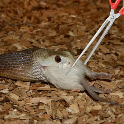 Snake Feeding Tongs,14.8 Inch Straight Mouth Reptile Feeding Tongs,Heavy Duty Snake Feeding Tongs for Corn Ball Python Accessories,Bearded Dragon Reptile Tanks Terrarium Accessories Supplies