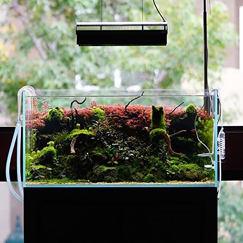 Live Aquarium Plants on Driftwood, Lava Rock, Moss, Fiber Mat - Freshwater Fish Tanks - Easy, Beginner Friendly (Mini Christmas Moss on Stainless Steel, 3 Pack) - color: Mini Christmas - Stainless Steel, size: 3 Pack