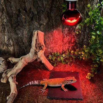 Reptile Basking Platform 6.0''x6.0'' Turtle Rock Plate Slate Food Feeding Dish Bowl Bathing Resting Terrace for Chameleon Lizard Bearded Dragon Gecko Snake Frog Newt (6.0''/15CM) - size: 6.0inches(1pcs)