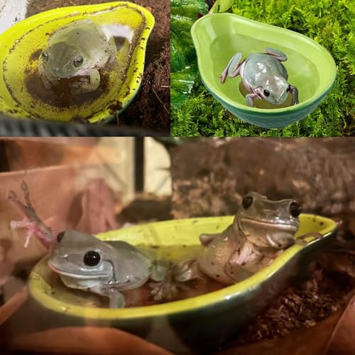 JSLZF Tree Frog Habitat Frog Water Bowl Dish Bathtub Tank Accessories Terrarium Decor Ceramic Aquarium Decoration Sturdy and Not Easy to Knock Over (2 PCS)