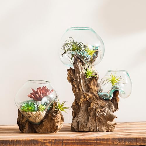 Cape Craftsmen 7" Hand-Blown Blue Tinted Bubble Glass On Natural Teak Driftwood Terrarium Kit | Home Décor Indoor Planter with Stand | Pot for Succulent and Plants - size: Small (With Stand)