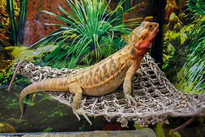 PENN-PLAX Reptology Lizard Lounger Corner Triangle – 100% Natural Seagrass Fiber – Great for Bearded Dragons, Anoles, Geckos, Iguanas, and Other Reptiles – Small - size: Small